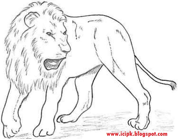 Majestic Lion Pencil Drawing By Tyrone Bayliss Artfinder