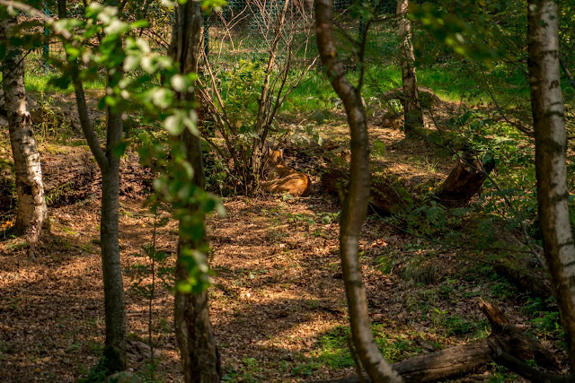 Rundwanderung zum Kreuz des deutschen Ostens | Wandern im Harz | Luchsgehege Bad Harzburg 11