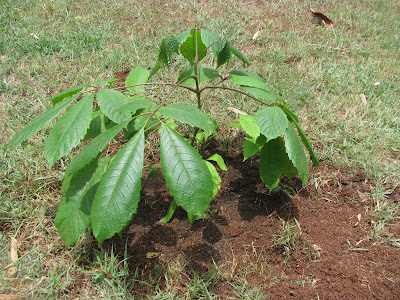 Earth Letters : Tall As An Oak