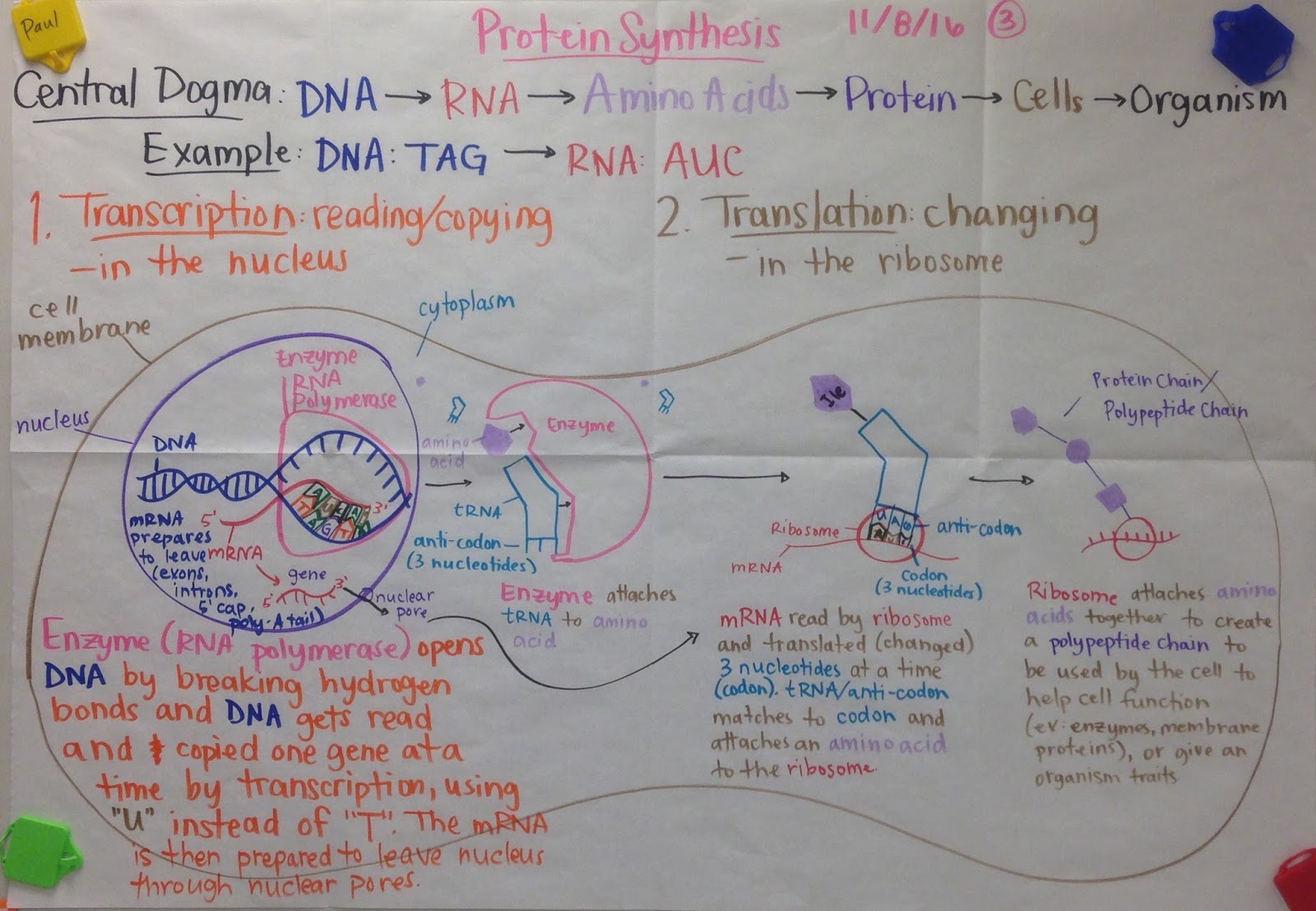 Mrs. Paul Biology Advanced 20162017 Biology Notes