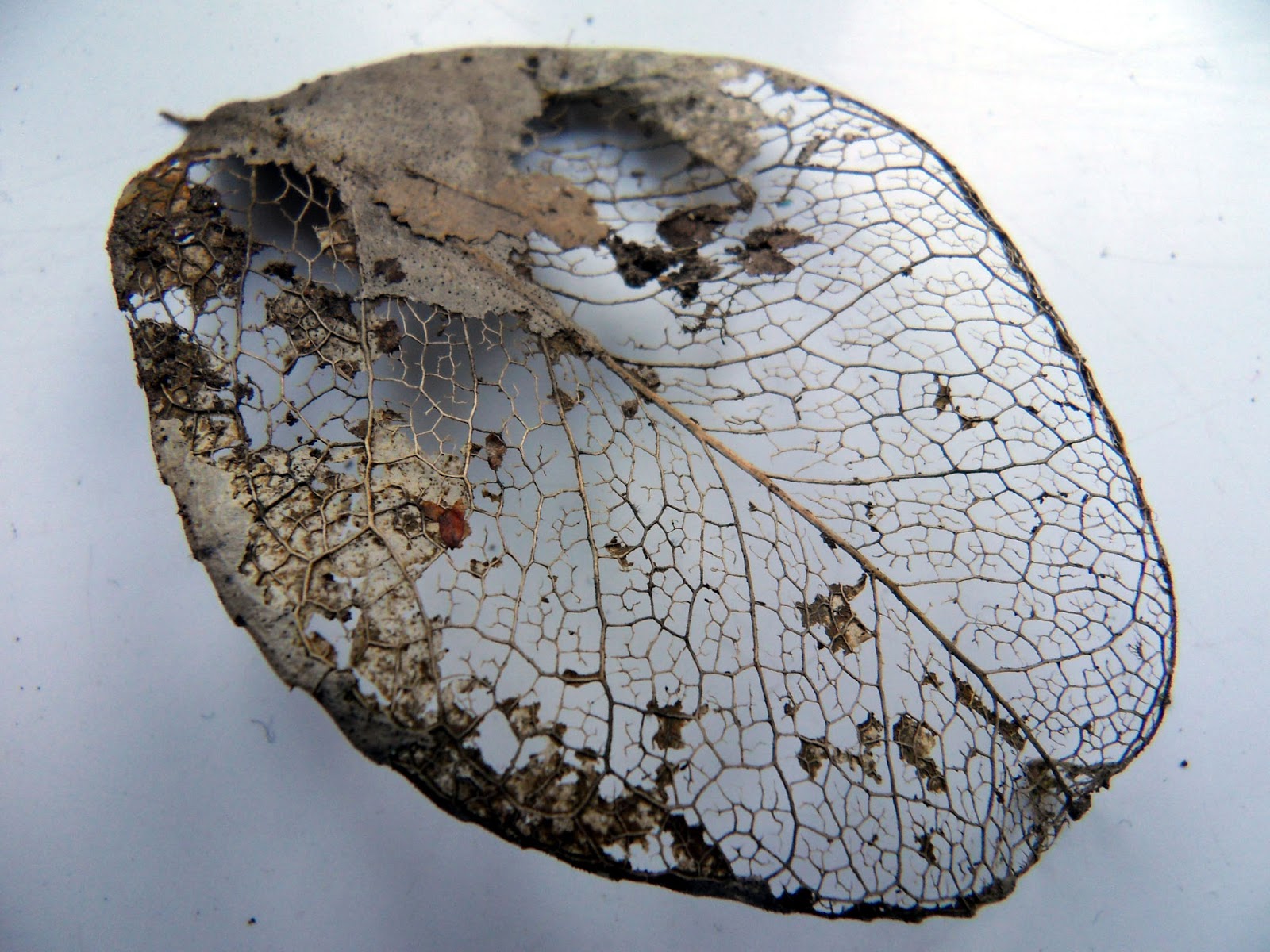 The magical world of the Eco-Pixies: Homemade Halloween