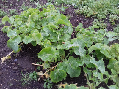 Allotment Growing - Swede