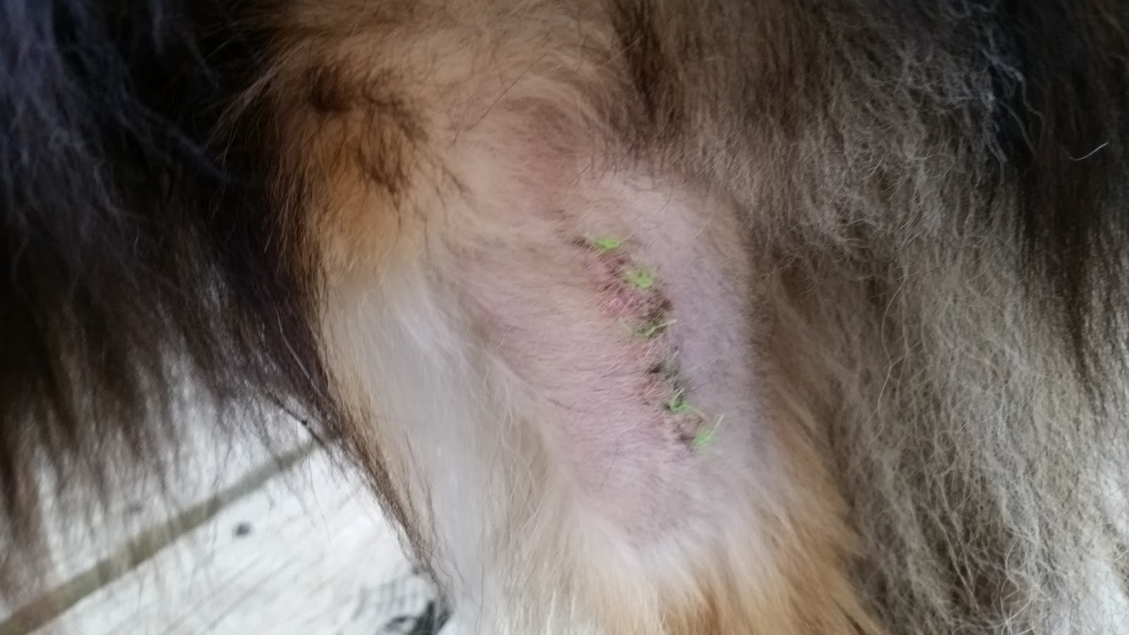 Dogs with chris7 Sky's Mast Cell Tumors Diagnosis, Surgery, and Chemotherapy with KinavetCA1