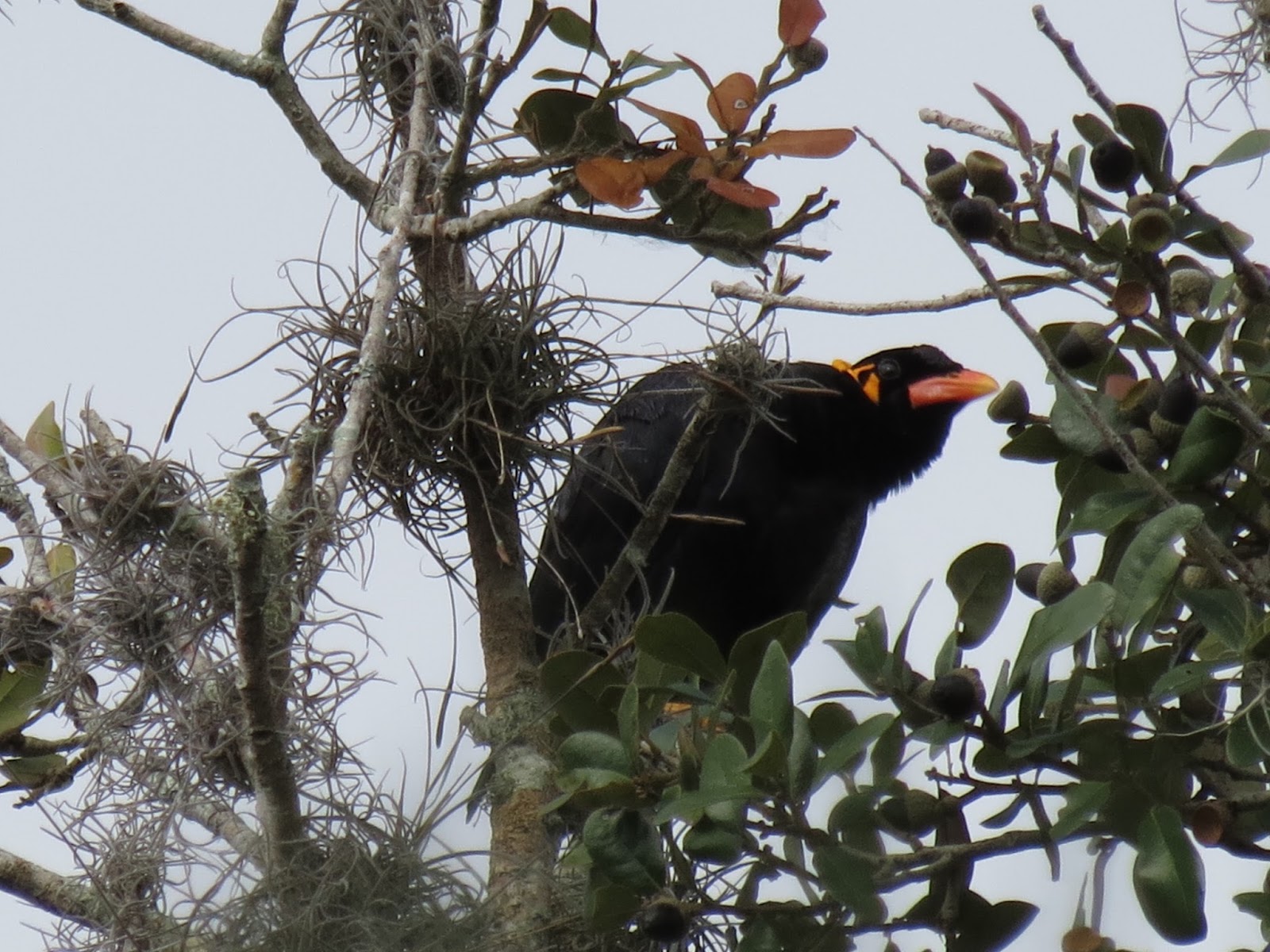 Viewing nature with Eileen Common Hill Myna