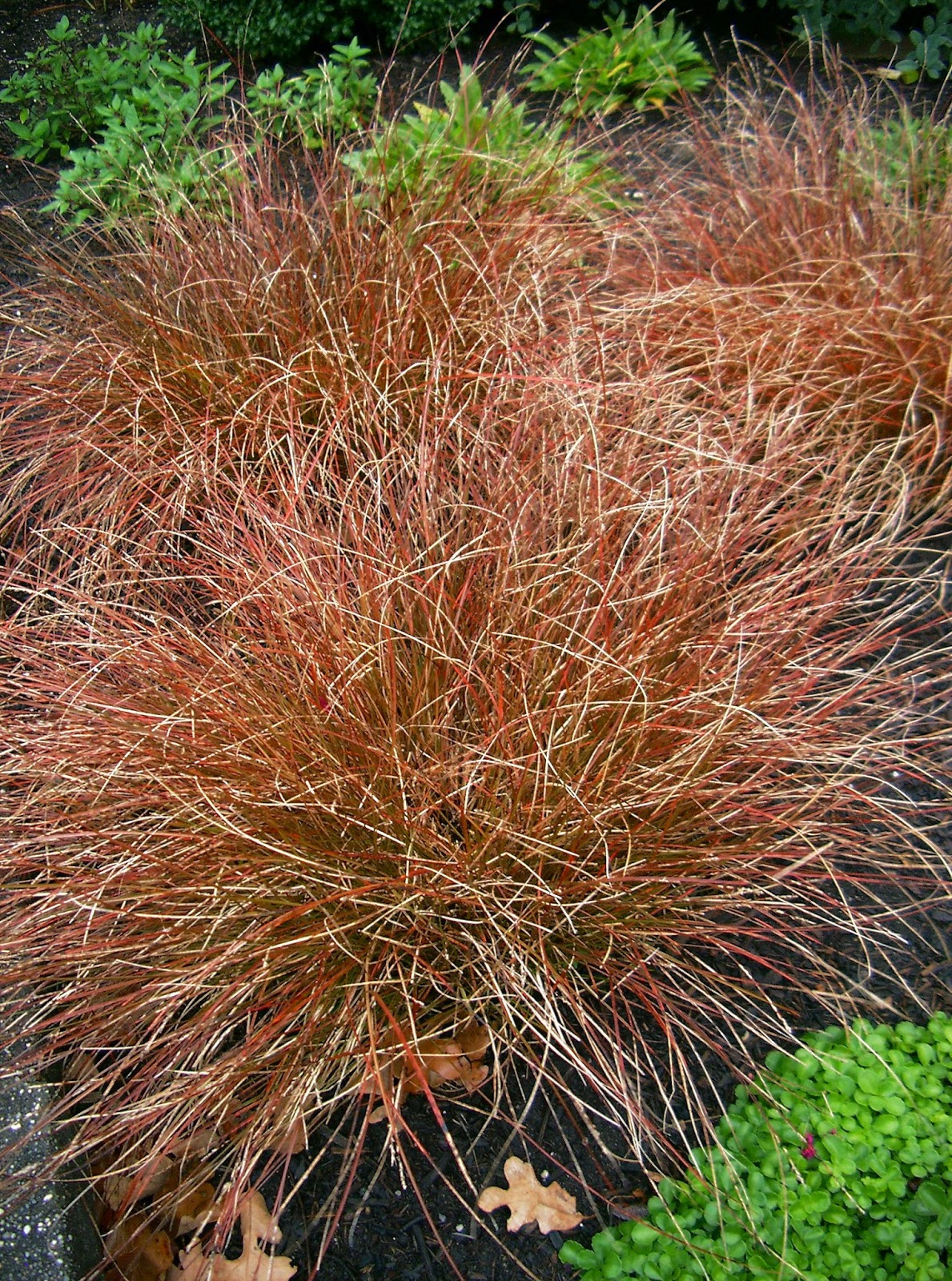 autumn carex testacea ©linda nelson 2014