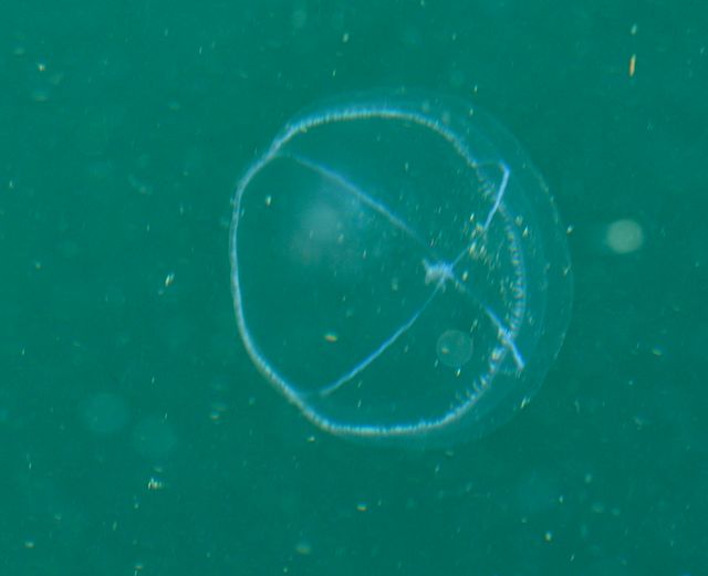 Orca Watcher: Jellyfish Invasion