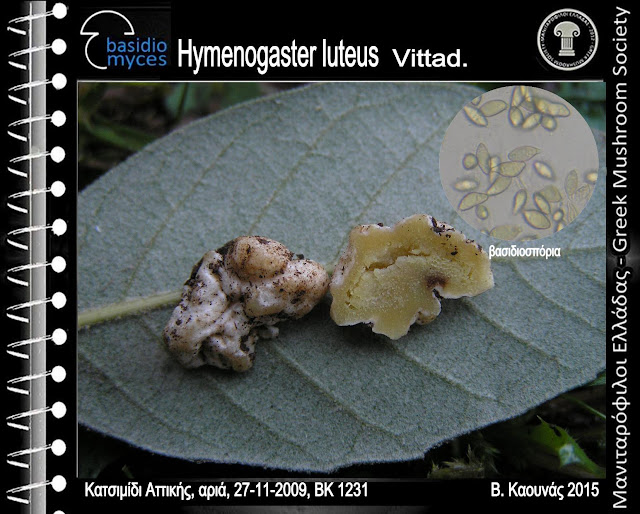 Hymenogaster luteus Vittad.