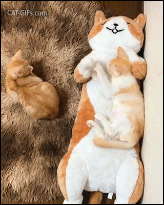 Funny Cat GIF • Affectionate kitty kneading hard his big stuffed Cat. Whatcha doing dude? Funny Cat GIF • Affectionate kitty kneading hard his big stuffed Cat. Whatcha doing dude?