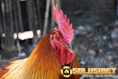 Ciri Jengger Ayam Bangkok yang Paling Dicari - Panduan