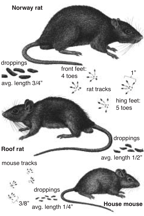 McKillop Poultry Medicine Rodents part 1 About rodents and how to recognize that they are