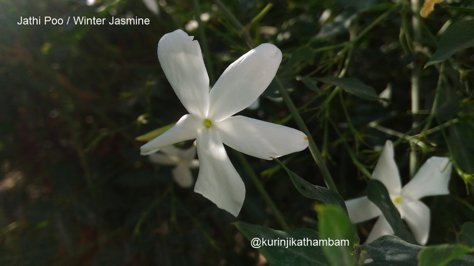 Flowers from My Cam: 48. Jathi Poo / Winter Jasmine ~ Kurinji Kathambam