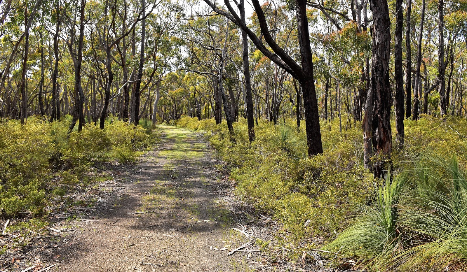 Goin' Feral One Day At A Time Spring Creek Loop Track, Brisbane Ranges