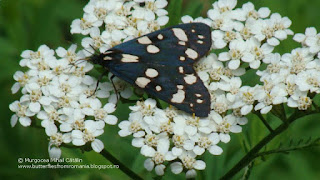 Callimorpha dominula DSC120203