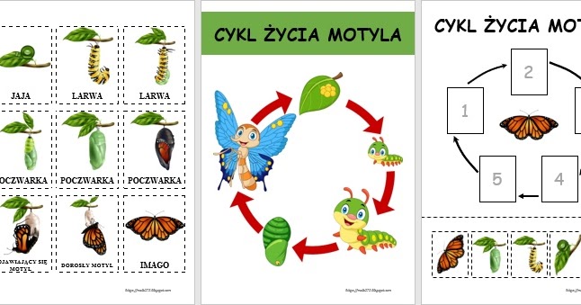Cykl Rozwojowy Motyla Historyjka Obrazkowa KARTY PRACY NA ZAMÓWIENIE: CYKL ŻYCIA MOTYLA
