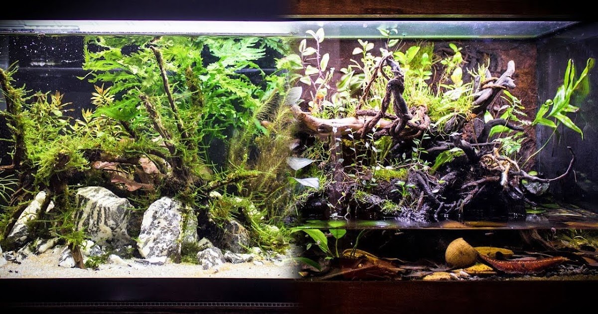 beda aquascape dan aquarium