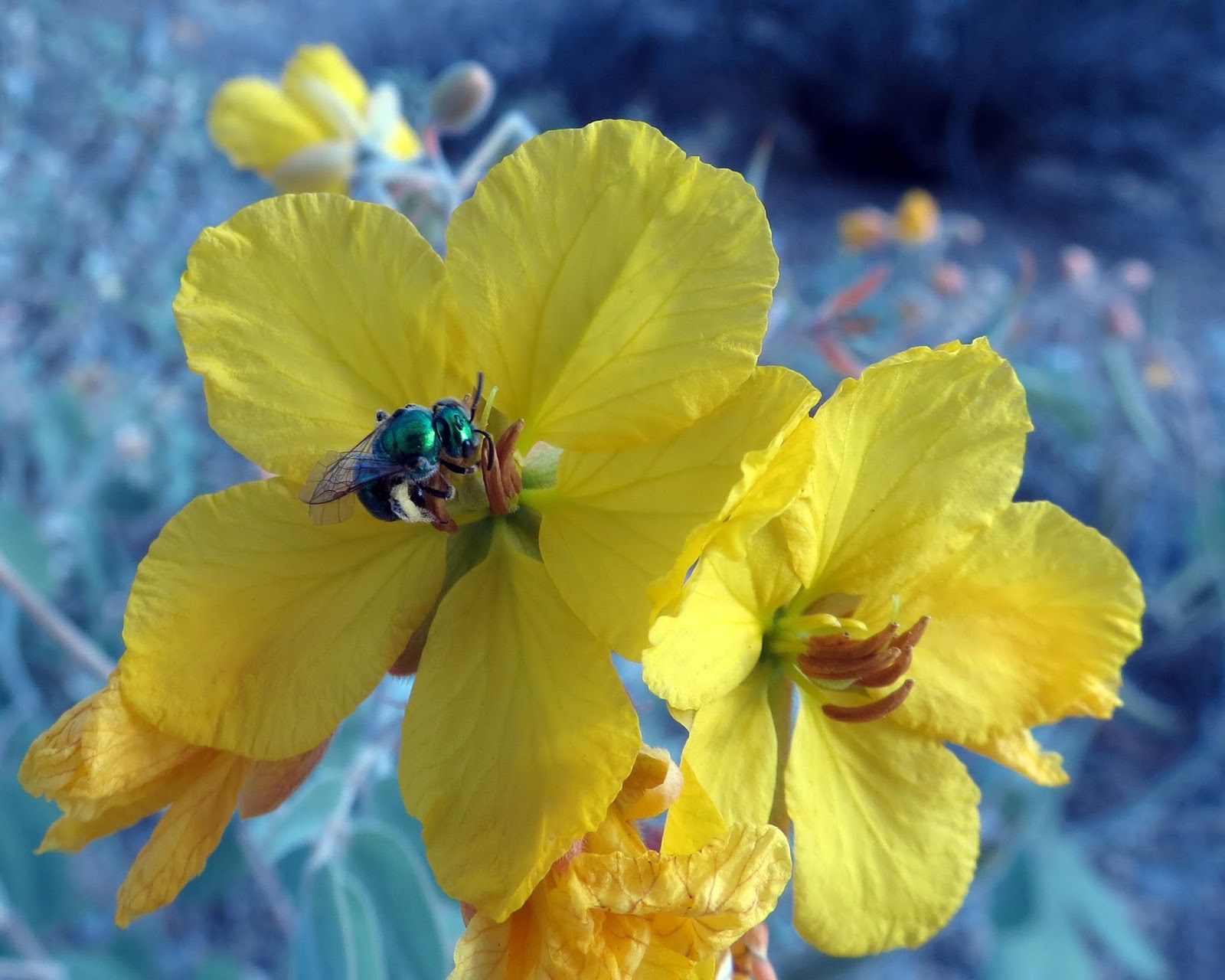 Desert Colors Blooms, Bees, Butterflies