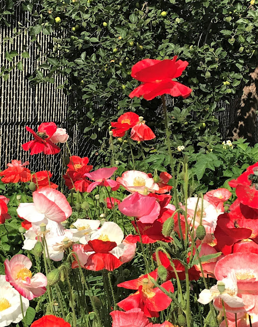 © Brenda C Leyland, 2020, Poppies