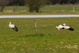 Wildlifefotografie Weißstorch Lippeaue