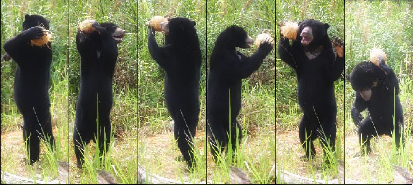 Excitement N Net: Smallest Bear in the World - Honey Bear