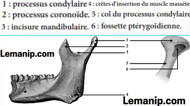 Anatomie De ATM