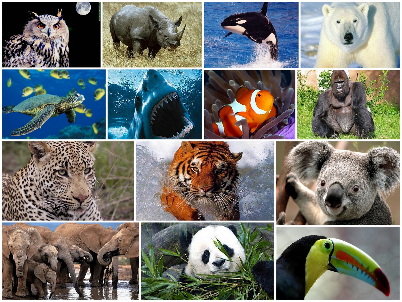 Царство животных загадочное и непредсказуемое. Разнообразие животных. Животные коллаж. Много видов животных. Разнообразие видов животных.