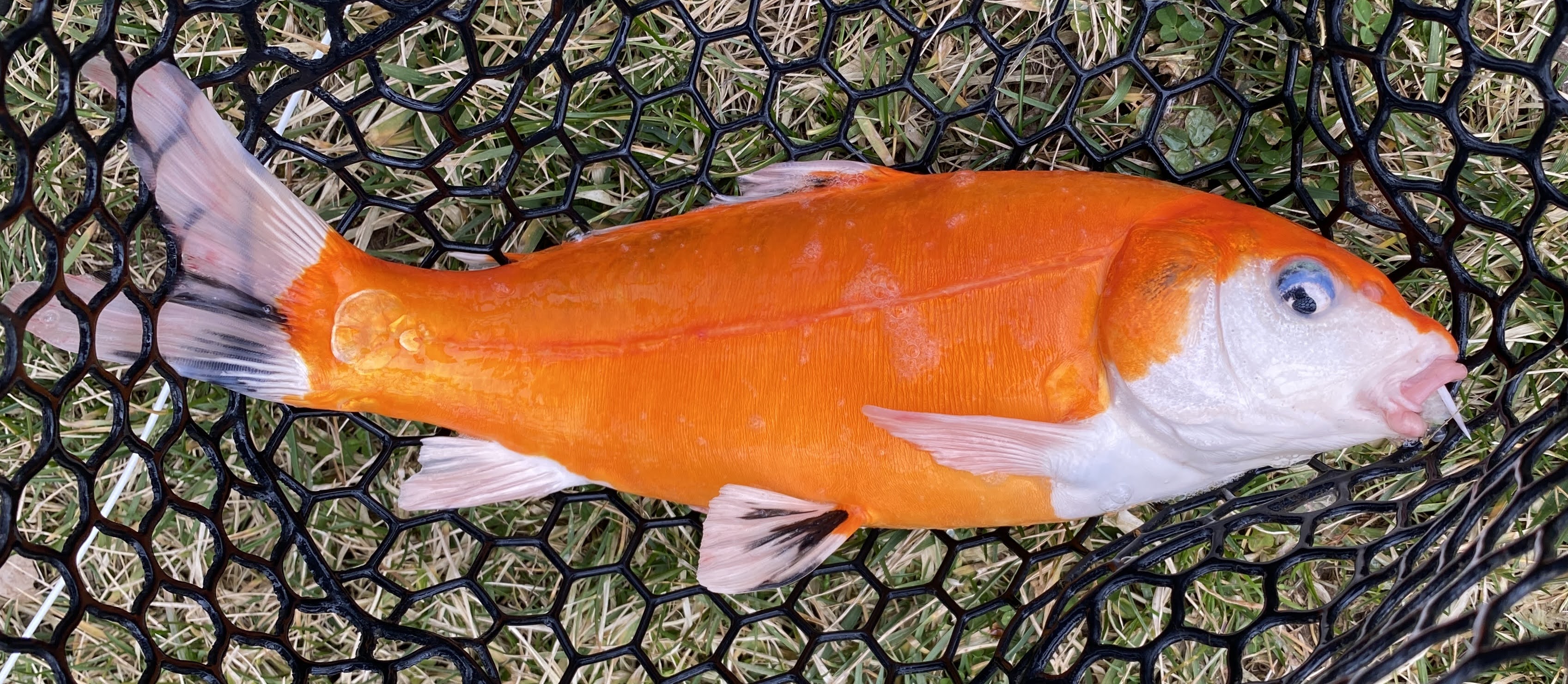 FishnDave Flyfishing for Koi and Goldfish