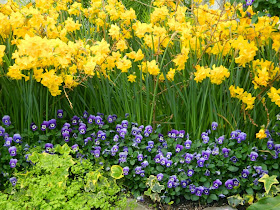 Allan Gardens Conservatory Spring Flower Show 2014 yellow daffodils purple pansies