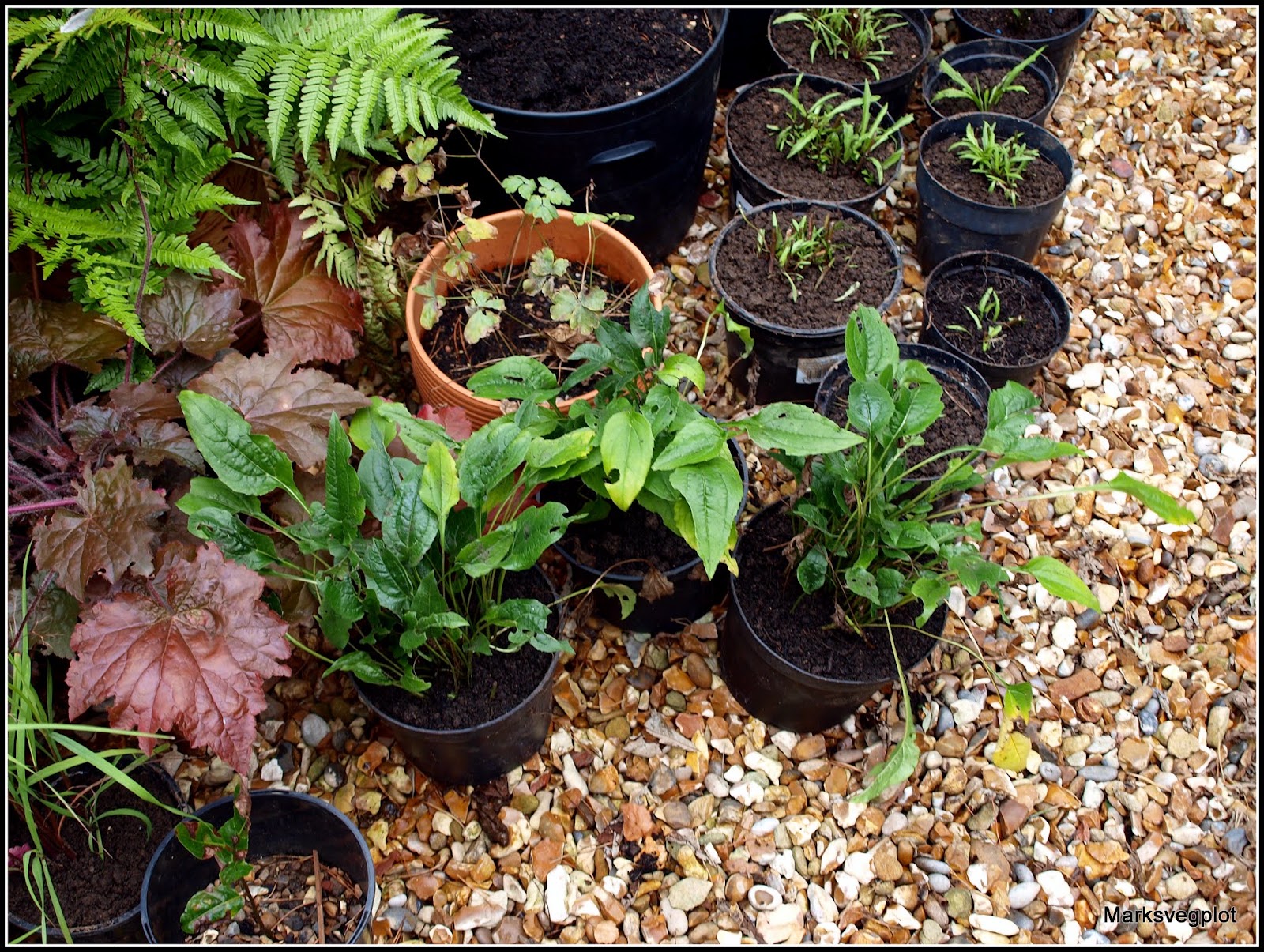 Mark's Veg Plot: Plans for Perennials