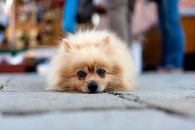 A lonely pomeranian lies down on the street