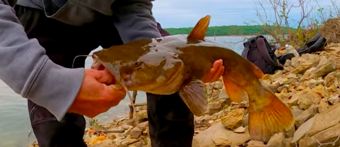 Fishing A Big Catfish With Live Bluegill Bait