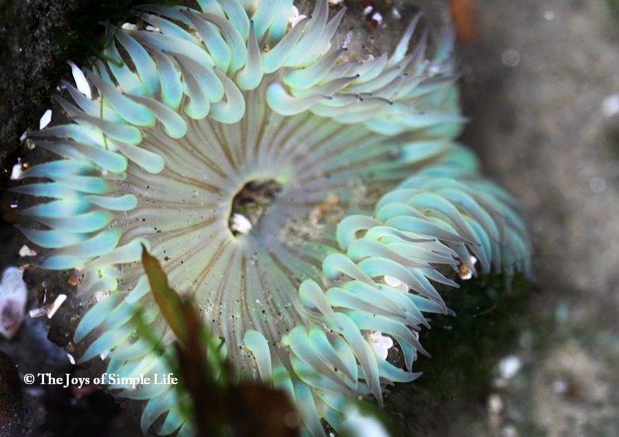 The Joys Of Simple Life Sea Star And Anemone