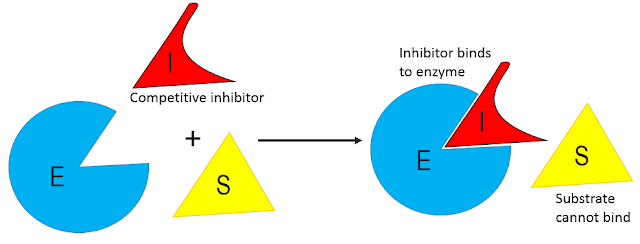 types of enzyme inhibitors-competitive inhibitors