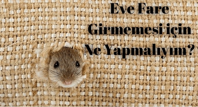 soranzii com soranzii com