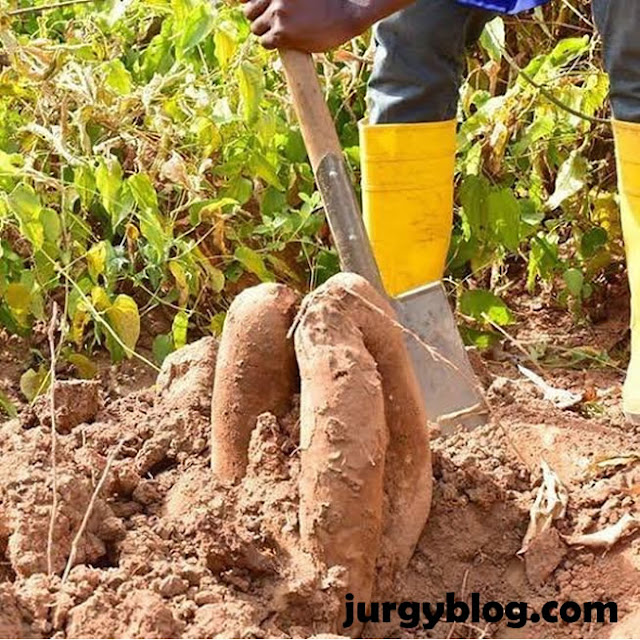 Complete guide on how to grow yam in Nigeria