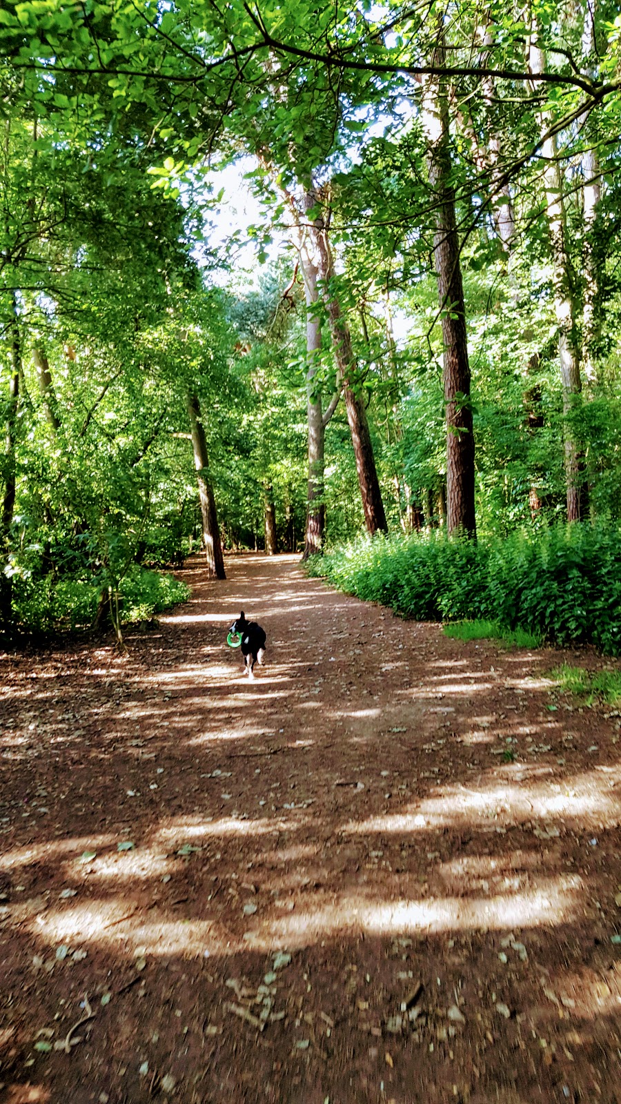 A Walk With Me And Mollie