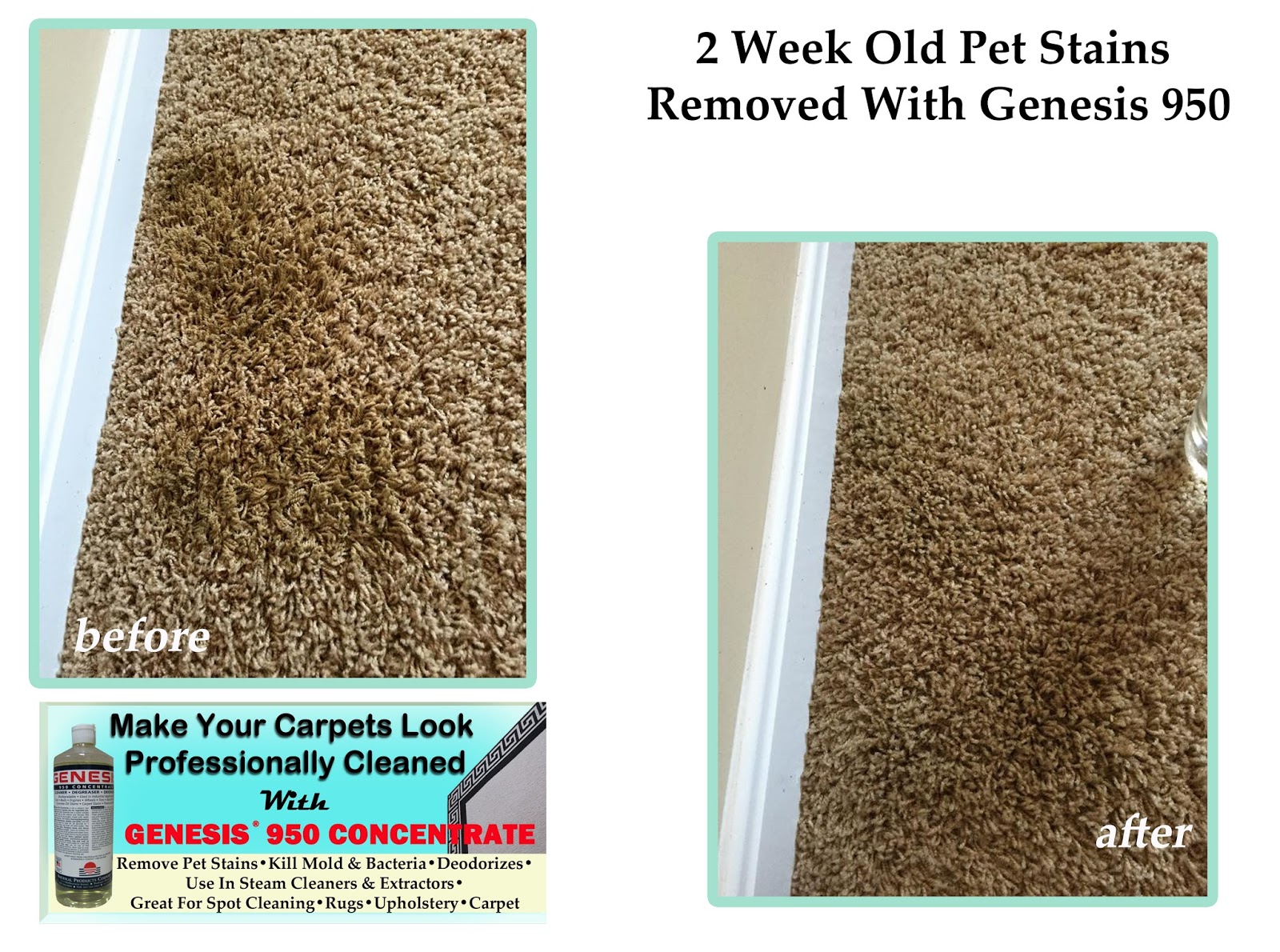 Best Carpet Cleaner And Stain Remover Genesis 950 Before & After Pics