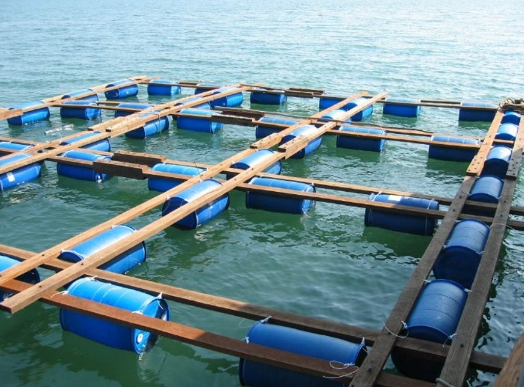 Information about Grouper Fish FarmingMethod
