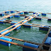Net Cage and Pond Grouper Fish Farming Method