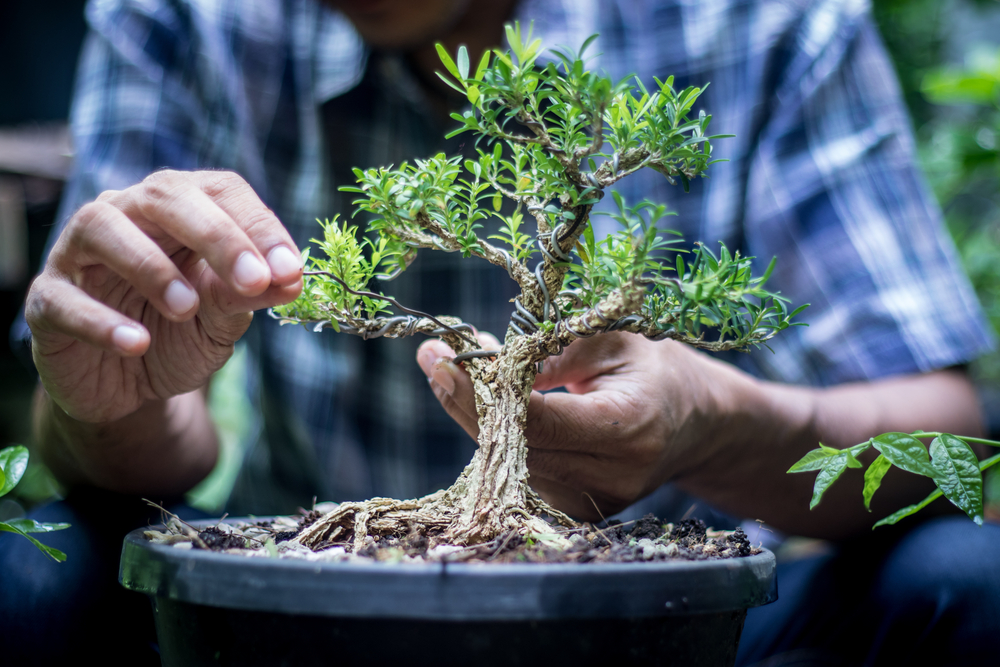 What are the health benefits of Bonsai Plants? My Thought Hub
