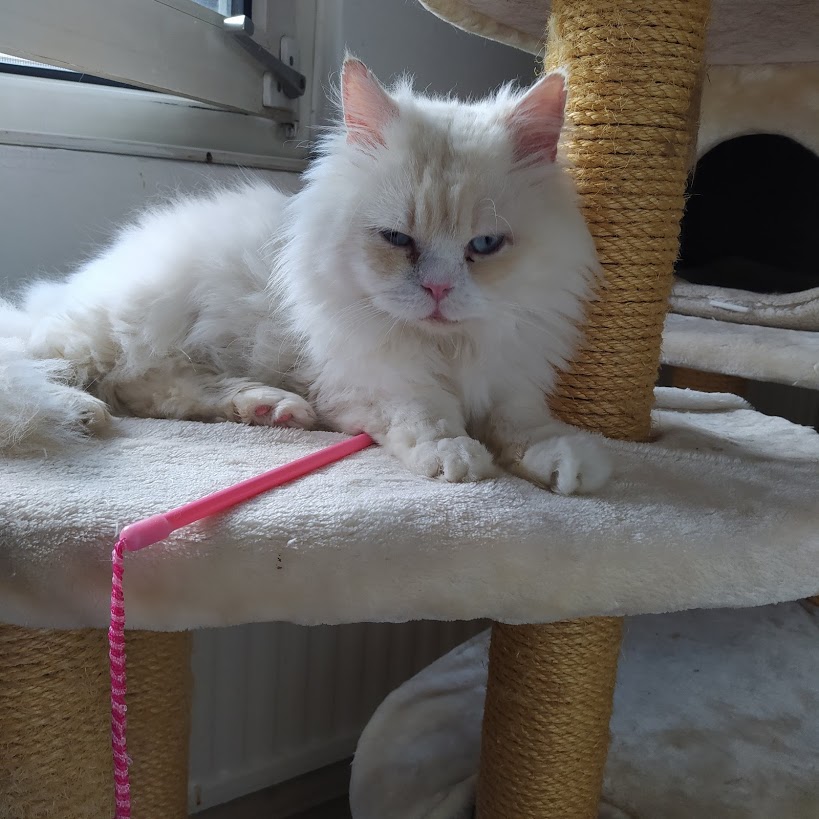 Tierschutz im Ausland Katzen