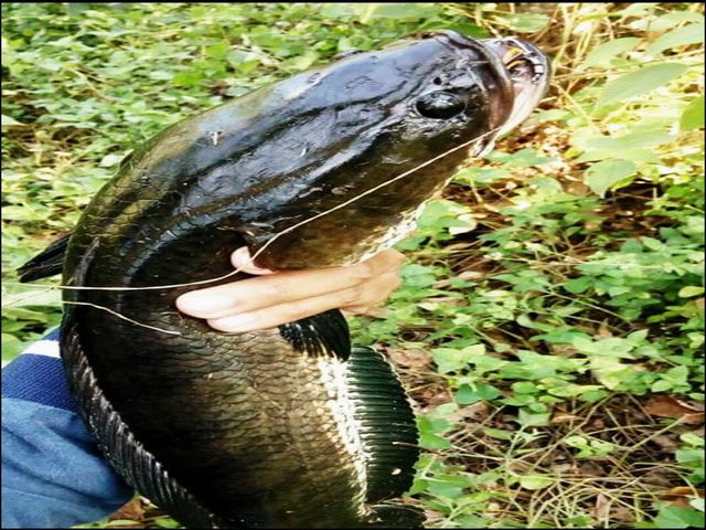 Gambar Ikan Gabus ukuran Kecil dan Besar serta Manfaatnya