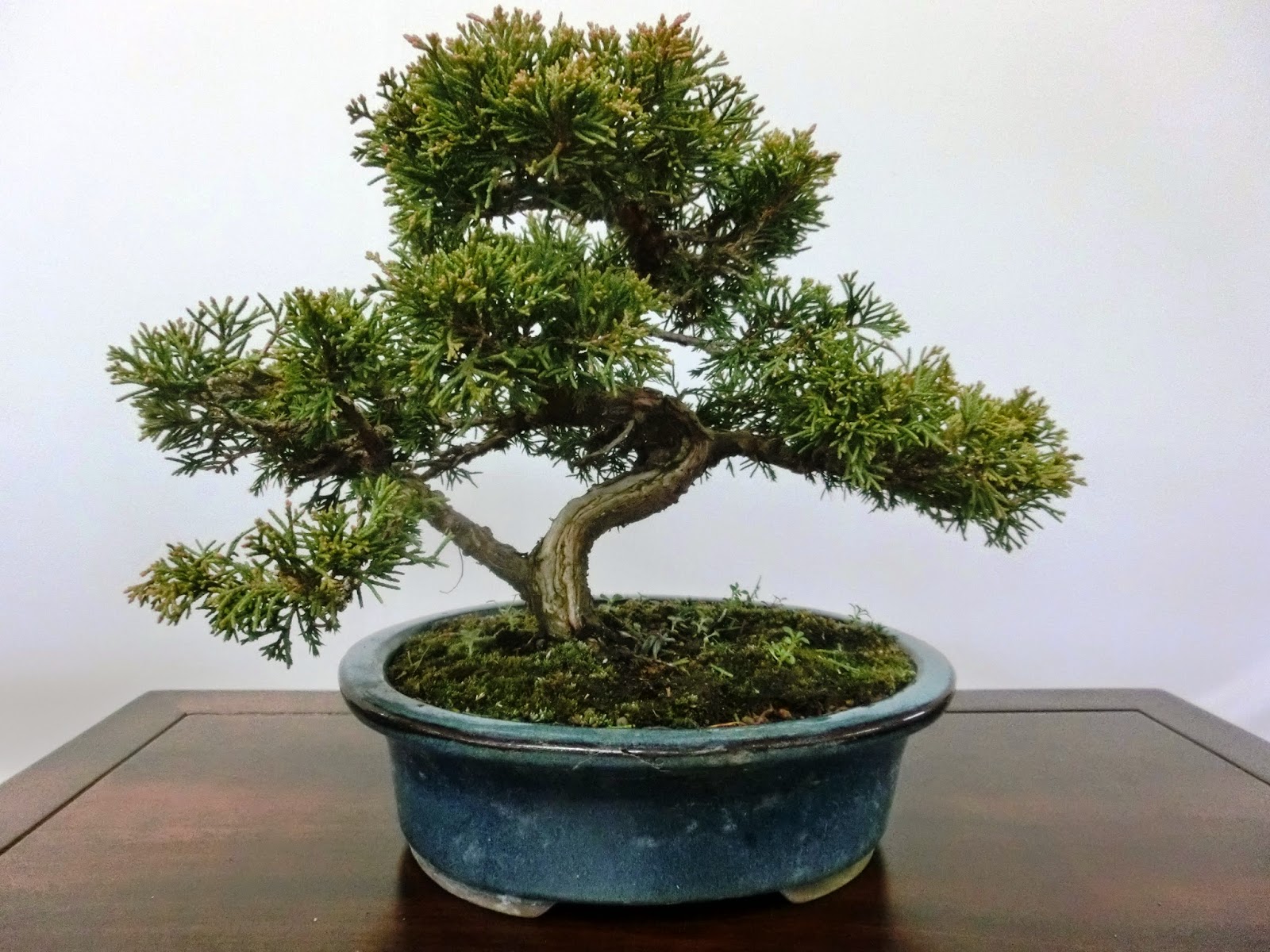 Invitation to Bonsai world: February 2015