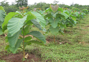 Jenis Pohon Jati Yang Cepat Panen