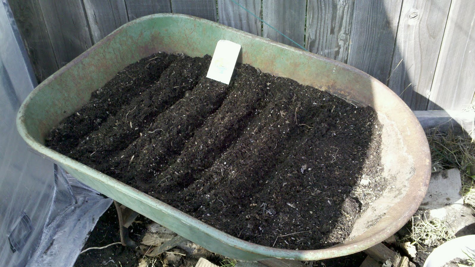 Container Growing Renee's Garden at Michael Schrum blog