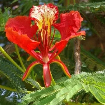 फुलांची नावे, Flowers Name In Marathi गुलमोहर, Delonix Regia Flowers Name In Marathi