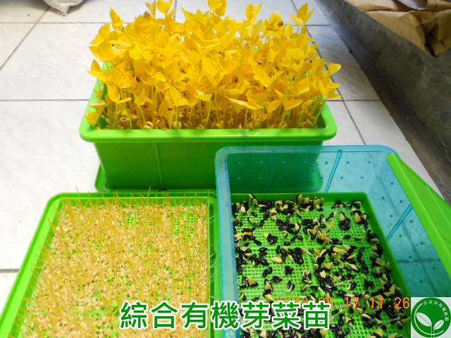 #茶壺種豆芽菜 #黃豆芽營養 #黃豆芽處理 #黃豆 #黃豆芽製作 #種黃豆 #黃豆芽食譜 #發芽黃豆豆漿 #孵豆芽秘訣