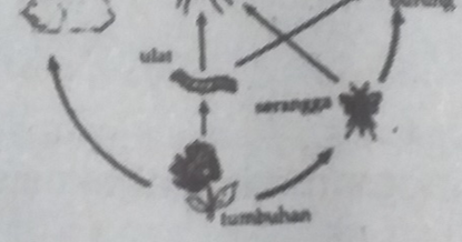 View Contoh Soal Pg Biologi Peminatan Kelas 94 Pictures