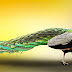 100+ peacock wallpaper free download