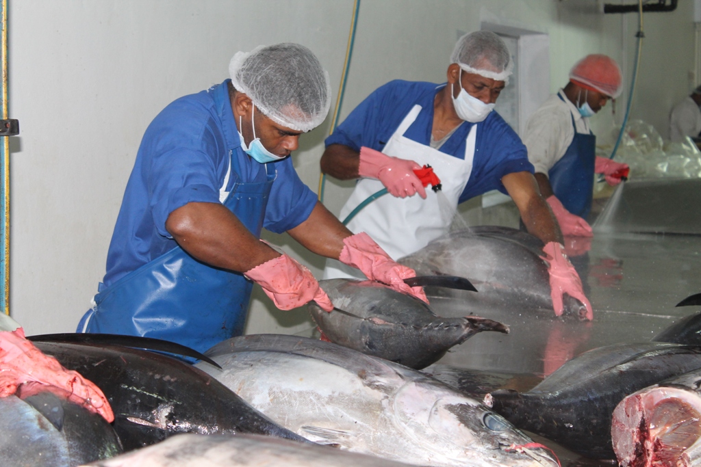Tuna Processing Line Involved in Creating Canned Tuna Yellowfin Tuna