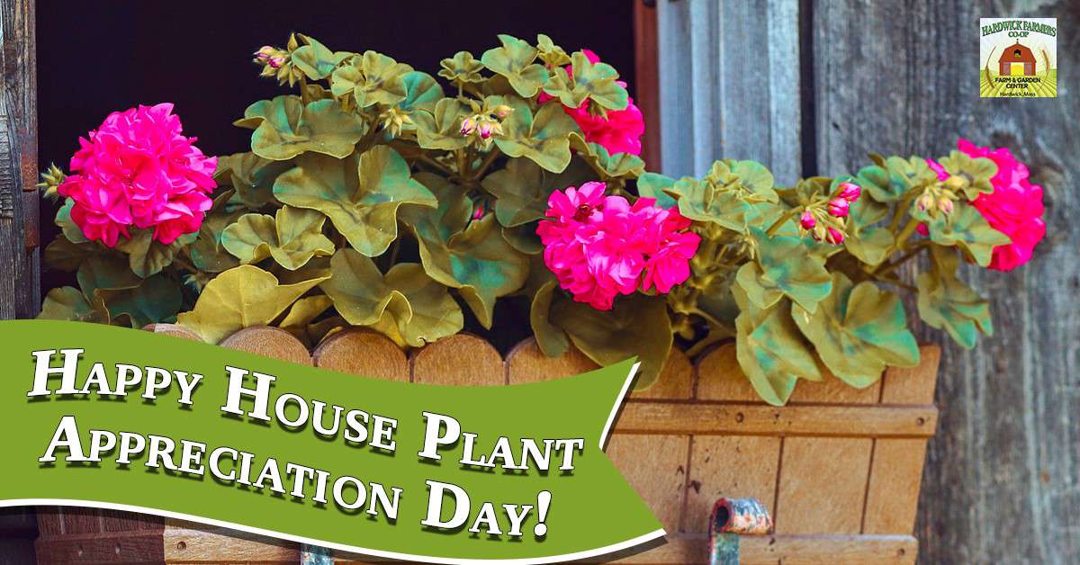 National Houseplant Appreciation Day Wishes Photos